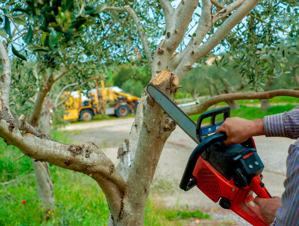 The Steps Involved in Our Tree Care Process in Heflin, AL